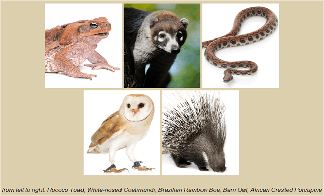 Animals