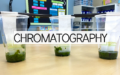 Leaf Chromatography: Why do leaves change color?